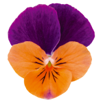 Viola Cornuta Admire "Orange Purple Wing" - во саксија Ø9/Ø10